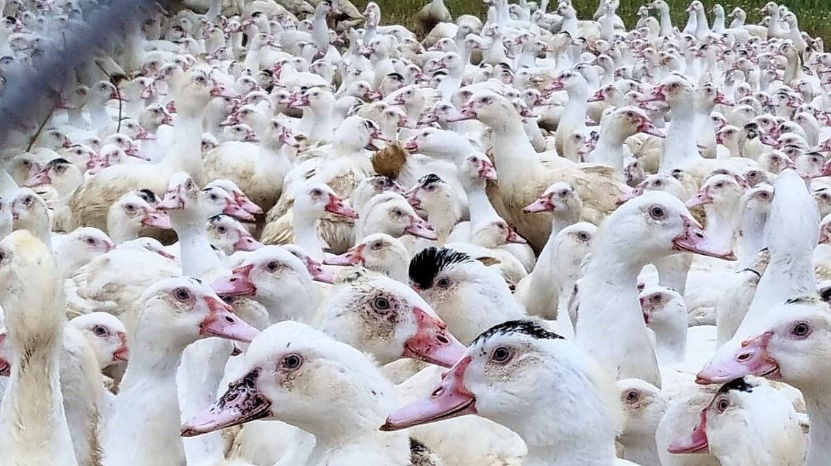 Les prochaines ventes  la ferme : -	Samedi 15 Mars 2025 -	Samedi 28 Juin 2025 -	Samedi 22 Novembre 2025